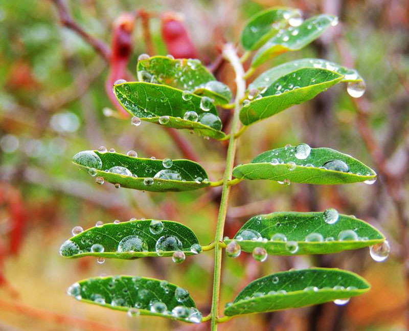 Роса. Фото 7. Роса. Фото 7.