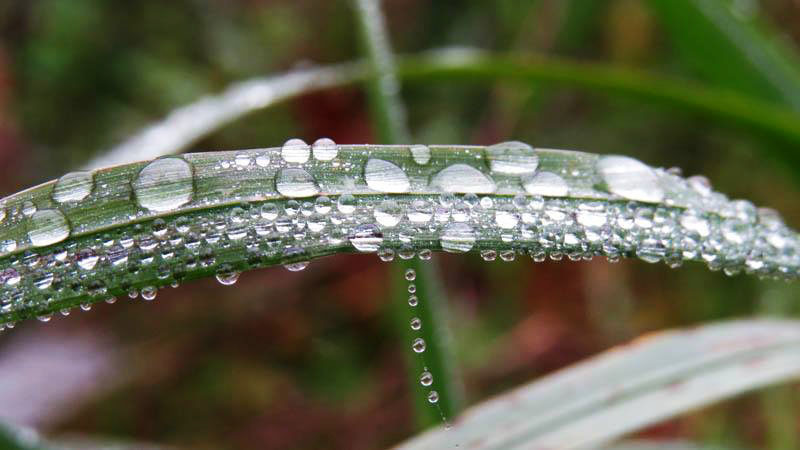 Роса. Фото 14. Роса. Фото 14.