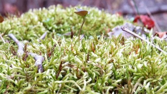 Фотозарисовка 1.