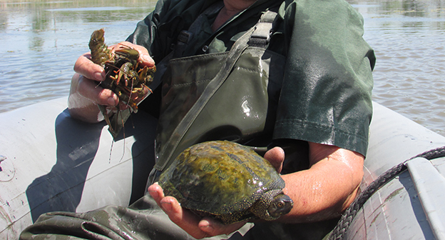 Рачок пресноводный для ловли рыбы. В проне есть раки???. Самодельные раколовки. Рыбалка на раколовку. Раколовка.
